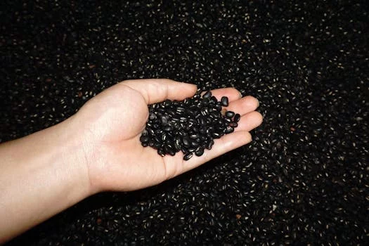 vegetarian burrito black beans corn avocado